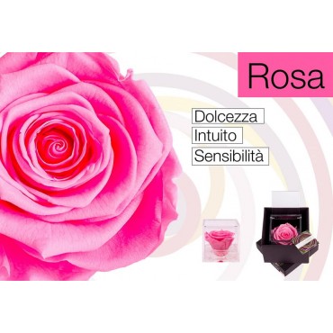 Rosa Stabilizzata